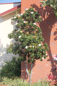 Southern Magnolia | Medium Tree Seedling