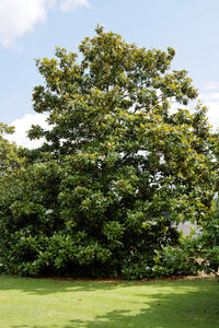 Southern Magnolia | Large Tree Seedling | The Jonsteen Company
