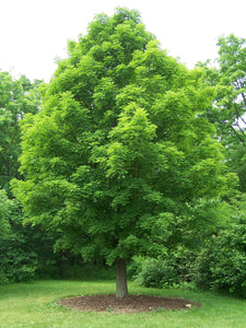 Sugar Maple | Medium Tree Seedling | The Jonsteen Company