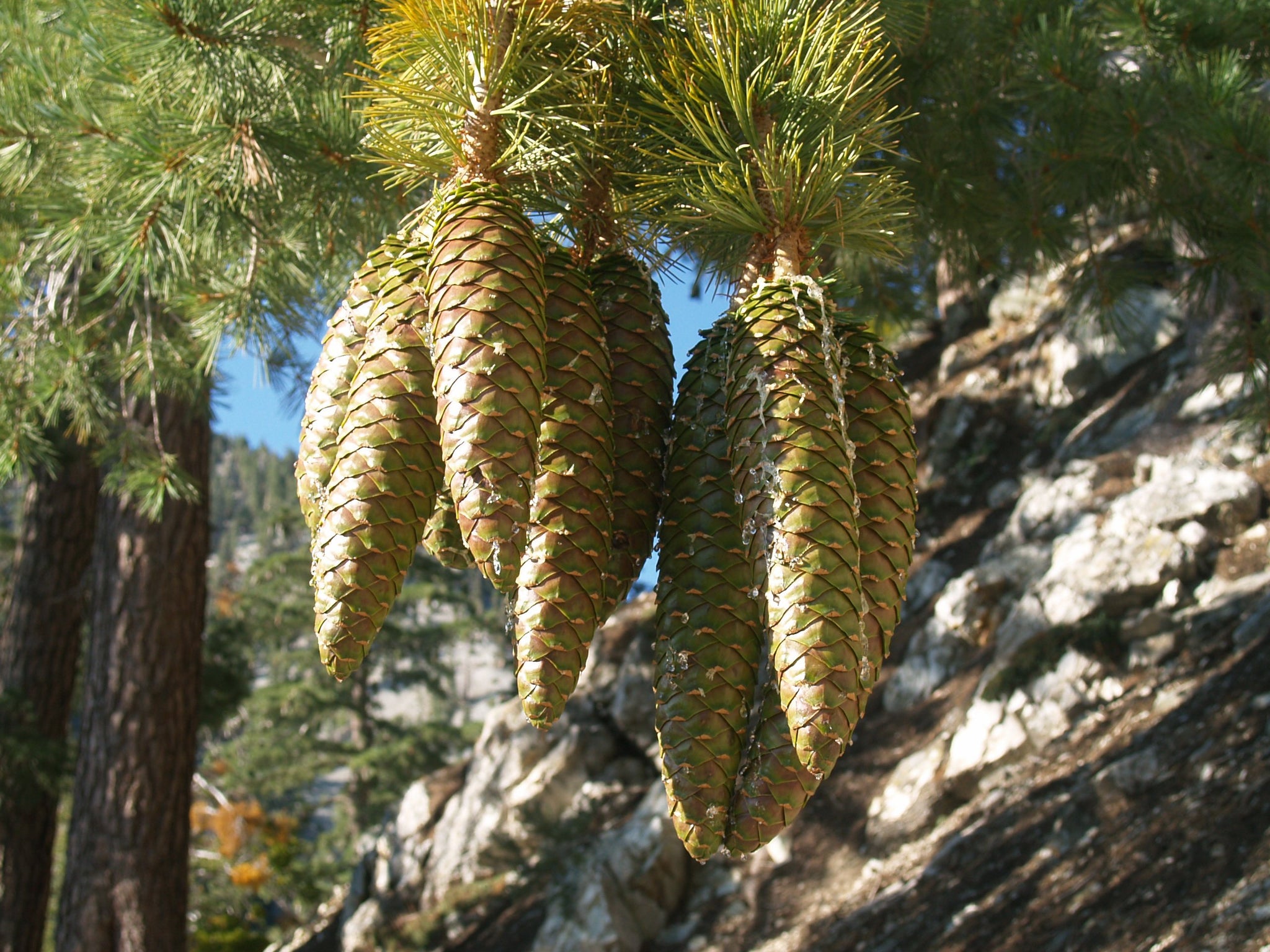 pine seeds to plant Sugar Pine