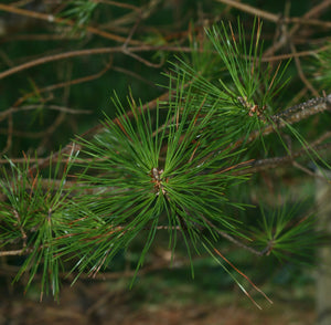 Sugar Pine | Small Tree Seedling | The Jonsteen Company