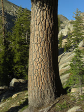 Load image into Gallery viewer, Sugar Pine | Medium Tree Seedling | The Jonsteen Company