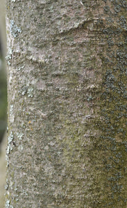 Sweetbay Magnolia | Large Tree Seedling | The Jonsteen Company