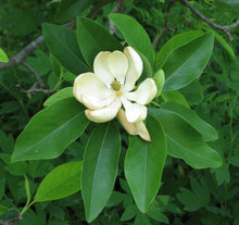 Load image into Gallery viewer, Sweetbay Magnolia | Large Tree Seedling | The Jonsteen Company