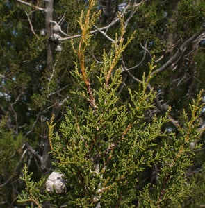 Tecate Cypress | Lot of 30 Tree Seedlings | The Jonsteen Company