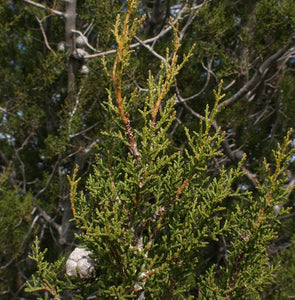 Tecate Cypress | Small Tree Seedling | The Jonsteen Company
