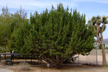 Load image into Gallery viewer, Tecate Cypress | Medium Tree Seedling | The Jonsteen Company
