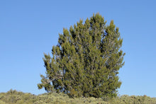 Load image into Gallery viewer, Tecate Cypress | Small Tree Seedling | The Jonsteen Company