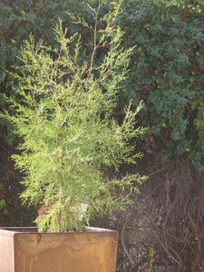 Tecate Cypress | Mini-Grow Kit | The Jonsteen Company