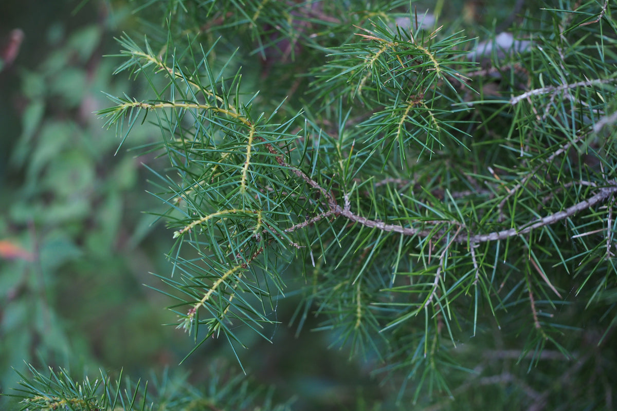 Temple Juniper | Medium Tree Seedling – The Jonsteen Company