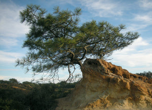Torrey Pine | Medium Tree Seedling | The Jonsteen Company