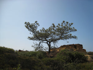 Torrey Pine | Medium Tree Seedling | The Jonsteen Company