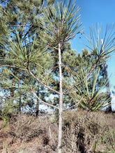 Load image into Gallery viewer, Torrey Pine | Medium Tree Seedling | The Jonsteen Company