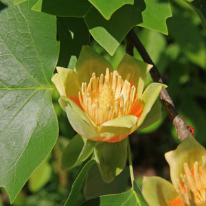 Tulip Poplar | Medium Tree Seedling | The Jonsteen Company