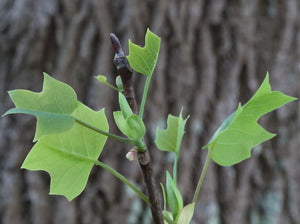 Tulip Poplar | Small Tree Seedling | The Jonsteen Company