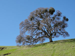 Valley Oak | Lot of 30 Tree Seedlings | The Jonsteen Company
