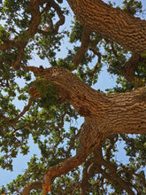 Load image into Gallery viewer, Valley Oak | Medium Tree Seedling | The Jonsteen Company