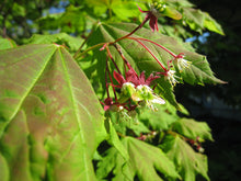 Load image into Gallery viewer, Vine Maple | Small Tree Seedling | The Jonsteen Company