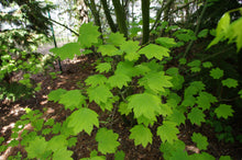 Load image into Gallery viewer, Vine Maple | Small Tree Seedling | The Jonsteen Company