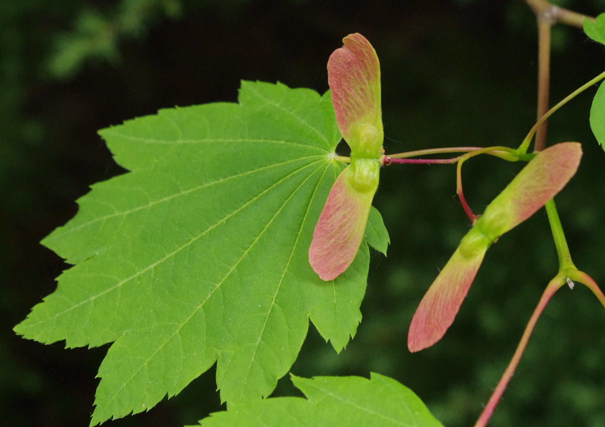 maple plant seed Vine Maple
