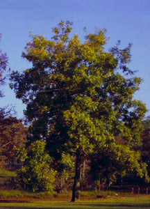 Water Hickory | Medium Tree Seedling | The Jonsteen Company