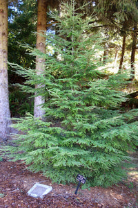 Western Hemlock | Medium Tree Seedling