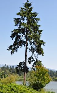 Western Hemlock | The Jonsteen Company