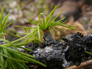 Western Larch | Medium Tree Seedling | The Jonsteen Company