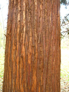 Western Red Cedar | Small Tree Seedling | The Jonsteen Company