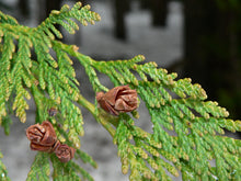 Load image into Gallery viewer, Western Red Cedar | Medium Tree Seedling | The Jonsteen Company