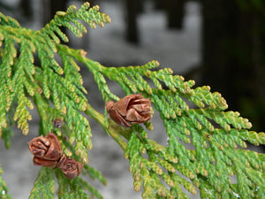 Western Red Cedar | Medium Tree Seedling | The Jonsteen Company