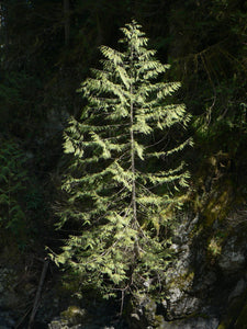 Western Red Cedar | Small Tree Seedling | The Jonsteen Company