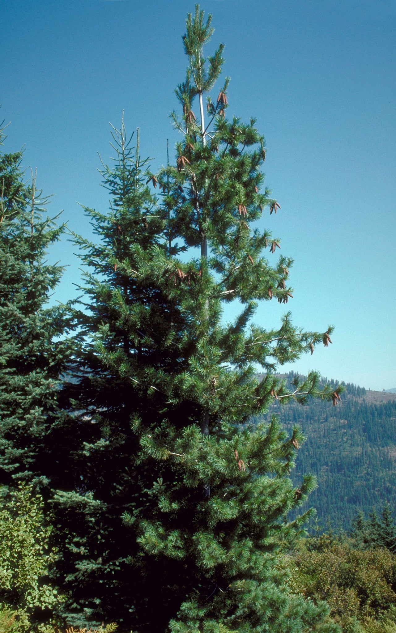 Western White Pine
