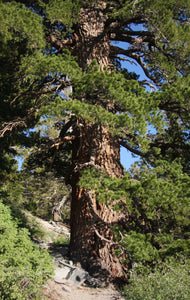 Western White Pine | Small Tree Seedling | The Jonsteen Company