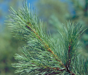 Western White Pine | Medium Tree Seedling | The Jonsteen Company