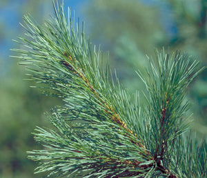 Western White Pine | Mini-Grow Kit | The Jonsteen Company