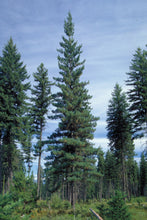 Load image into Gallery viewer, Western White Pine | Medium Tree Seedling | The Jonsteen Company