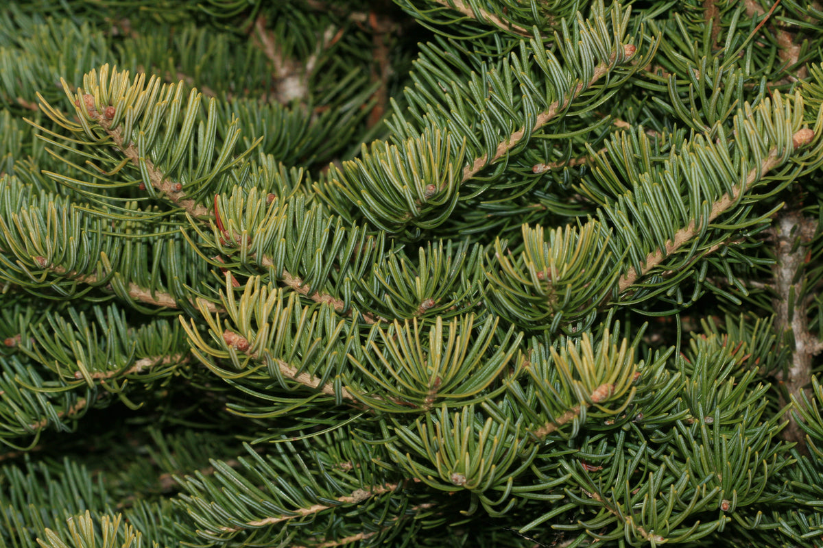 White Fir | Medium Tree Seedling – SequoiaTrees.com