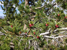 Load image into Gallery viewer, Whitebark Pine | Medium Tree Seedling | The Jonsteen Company