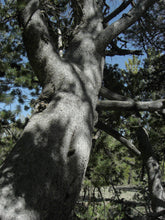 Load image into Gallery viewer, Whitebark Pine | Seed Grow Kit | The Jonsteen Company