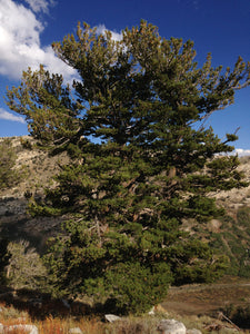 Whitebark Pine | Medium Tree Seedling | The Jonsteen Company