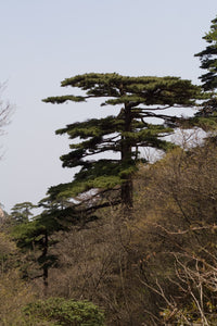 Yellow Mountain Pine | Small Tree Seedling | The Jonsteen Company