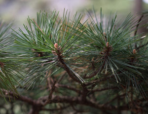 Yellow Mountain Pine | Lot of 30 Tree Seedlings | The Jonsteen Company